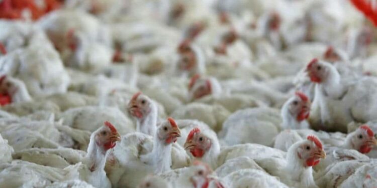 दिल्ली गाजीपुर मंडी के 100 सैंपल में बर्ड फ्लू के लक्षण नहीं