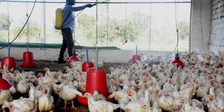 महाराष्ट्र में भी बर्ड फ्लू की दस्तक, पोल्ट्री फॉर्म में 800 मुर्गियों की मौत
