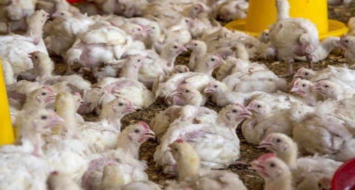 बिहार में मुर्गियां पी रही हैं शराब! जानें क्या है मामला