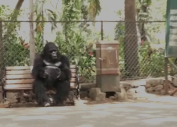 कुछ इस तरह बिताया मुंबई में अपना पहला दिन टोटो ने!