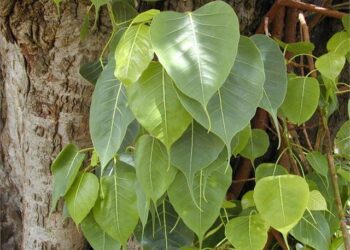 ऑक्सीजन से भरपूर पीपल का पत्ता करेगा कोरोना से बचाव
