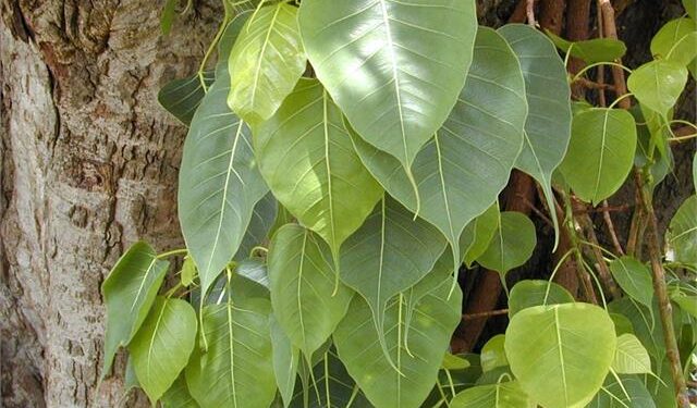 ऑक्सीजन से भरपूर पीपल का पत्ता करेगा कोरोना से बचाव
