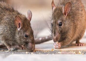 ऑस्ट्रेलिया के इस शहर में चूहों का आतंक, सरकार ने भारत से की 5 हजार लीटर ज़हर की मांग