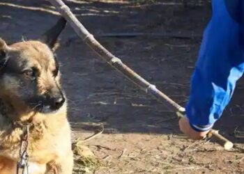 पशु-पक्षियों के प्रति बेरहमी से इंसानियत पर सवाल उठते हैं