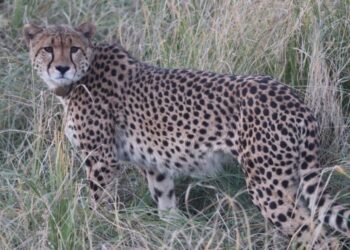 नामीबिया से कूनो नेशनल पार्क लाई गई मादा चीता साशा की मौत