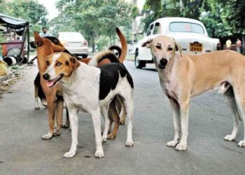 बढ़ते आवारा कुत्तों को बधियाकरण से रोकें