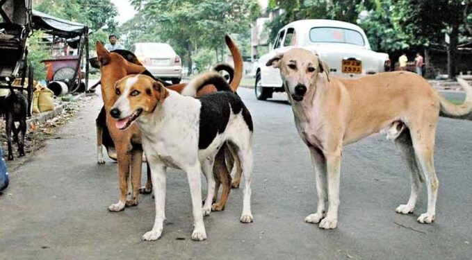 बढ़ते आवारा कुत्तों को बधियाकरण से रोकें