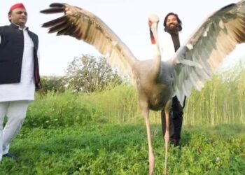 वन विभाग द्वारा सारस को ले जाने मामले में अखिलेश और कांग्रेस ने साधा निशाना