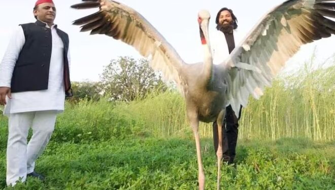 वन विभाग द्वारा सारस को ले जाने मामले में अखिलेश और कांग्रेस ने साधा निशाना