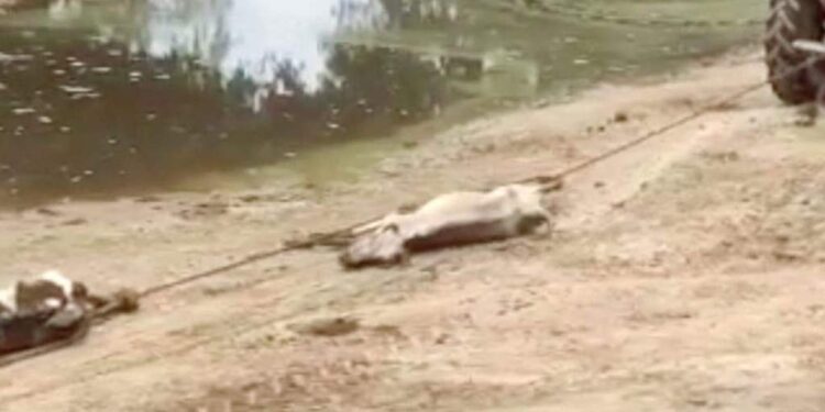 گئوشالہ میں مردہ گائے کوٹریکٹر سے کھینچنے کی و یڈیووائرل