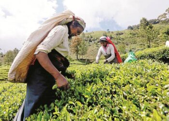 سری لنکا، ایران کےتیل کی قیمت چائے کی صورت میں ادا کرے گا