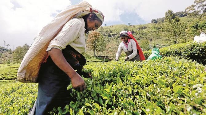 سری لنکا، ایران کےتیل کی قیمت چائے کی صورت میں ادا کرے گا
