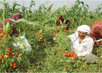 پنکج چترویدی: کسانوں کے چہرے پر ٹماٹرکی لالی اس بار کیوں نہیں؟