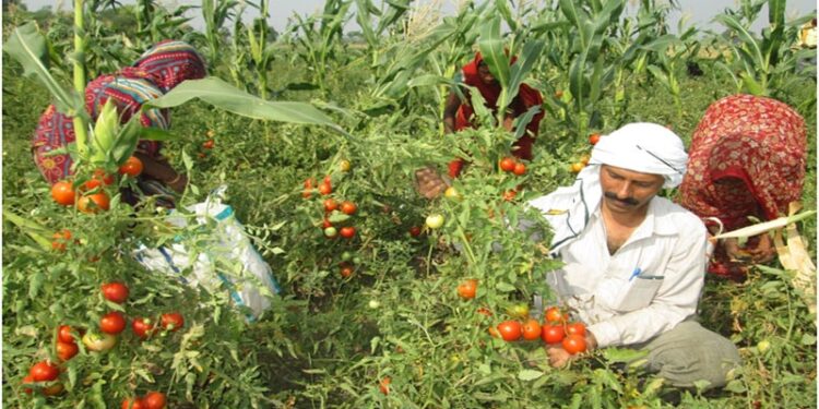 پنکج چترویدی: کسانوں کے چہرے پر ٹماٹرکی لالی اس بار کیوں نہیں؟