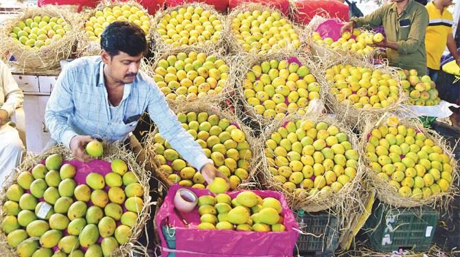 ممبئی میں گزشتہ برس کے مقابلے آموں کی ۳؍ گنا آمد