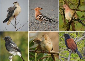 خوبصورت پرندے لاہورسے کیوں روٹھ گئے؟