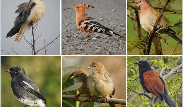 خوبصورت پرندے لاہورسے کیوں روٹھ گئے؟