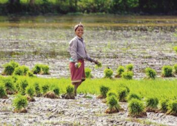 زیادہ بوائی سے مہنگائی میں کمی کی اُمید